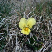 Fialka žltá sudetská - (Viola lutea subsp. sudetica (Willd.) Nyman)