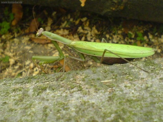 Mantis religiosa