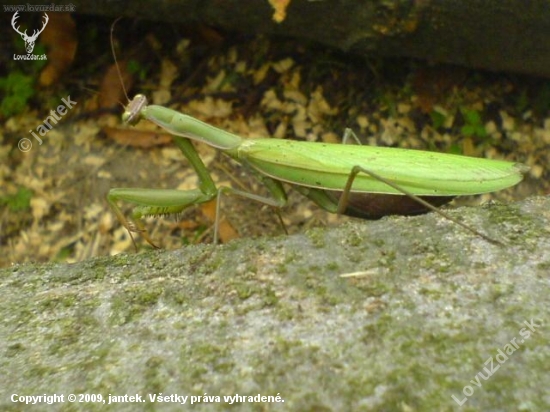 Mantis religiosa