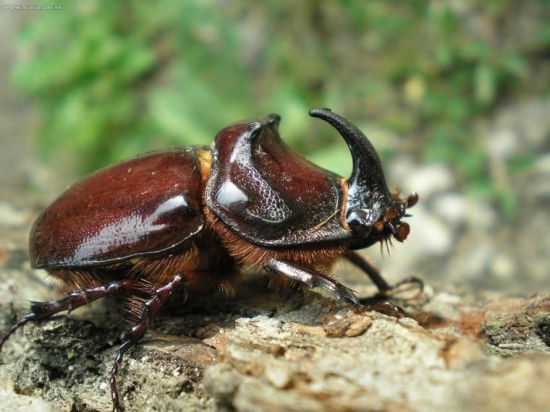 Nosorožtek obyčajný- Oryctec nasicornis