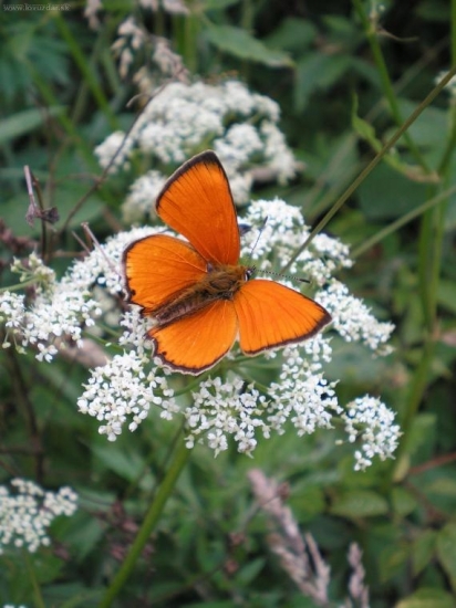 Ohniváčik zlatobyľový - Lycaena virgaureae