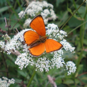 Ohniváčik zlatobyľový - Lycaena virgaureae