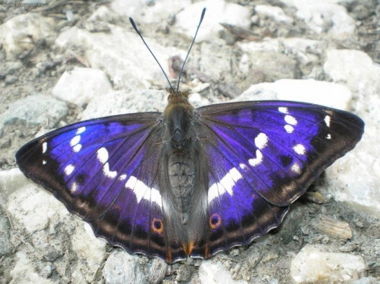 Dúhovec väčší - Apatura iris