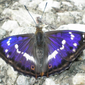 Dúhovec väčší - Apatura iris
