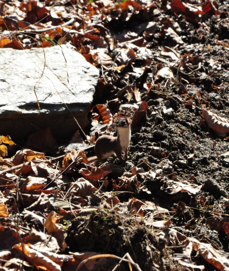 Lasica myšožravá  (Mustela nivalis)