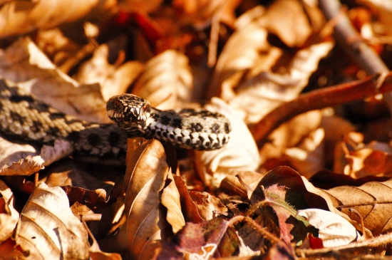 Vipera berus