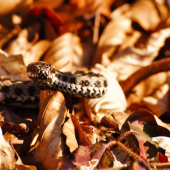 Vipera berus