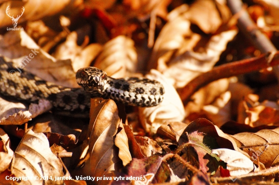 Vipera berus