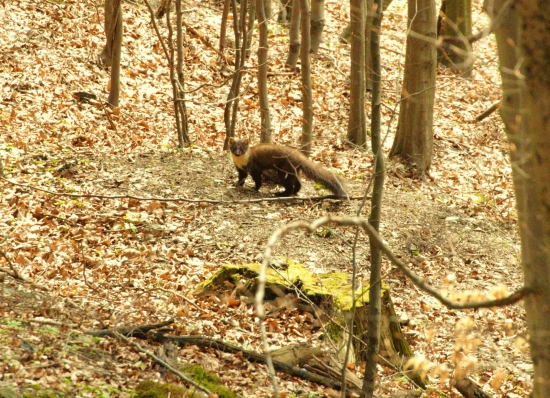 Kuna lesná (Martes martes)