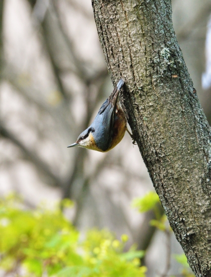 Brhlík lesný (Sitta europaea)
