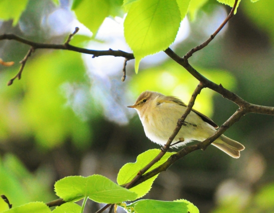 Kolibkárik čipčavý  (Phylloscopus collybita)