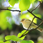 Kolibkárik čipčavý  (Phylloscopus collybita)