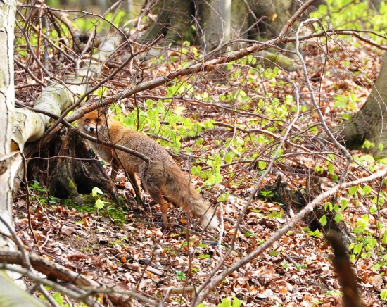 keď sa konáre neuhnú ...