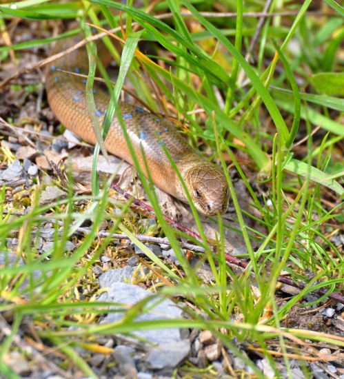 Slepúch lámavý (Anguis fragilis)