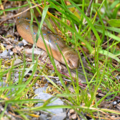 Slepúch lámavý (Anguis fragilis)