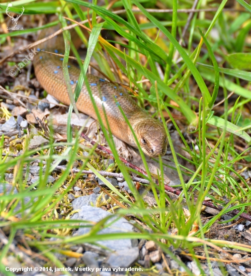 Slepúch lámavý (Anguis fragilis)