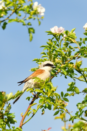 Strakoš červenochrbtý