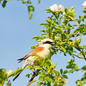Strakoš červenochrbtý