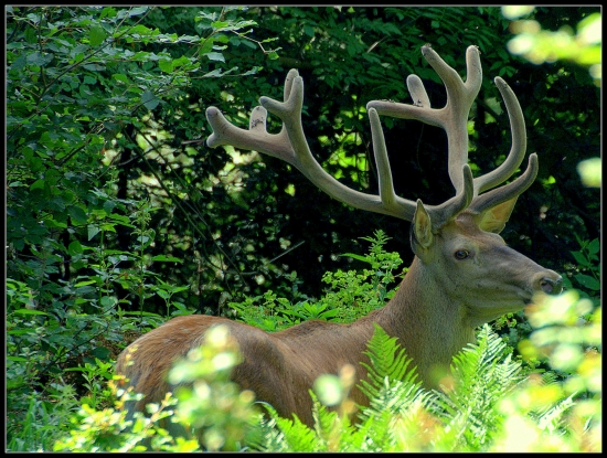 Jeleň v lyku ,nepr.16-torák