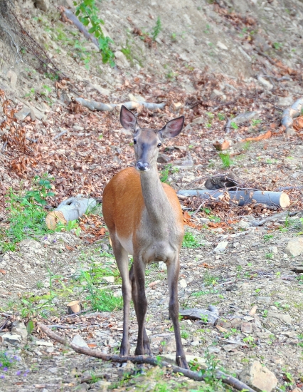 jelenička