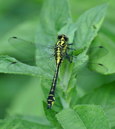 Klinovka obyčajná (Gomphus vulgatissimus)