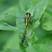 Klinovka obyčajná (Gomphus vulgatissimus)