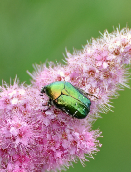 Zlatoň obyčajný (Cetonia aurata)