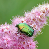 Zlatoň obyčajný (Cetonia aurata)