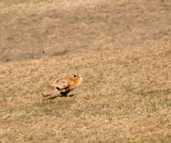 run forest