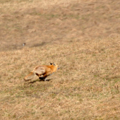 run forest