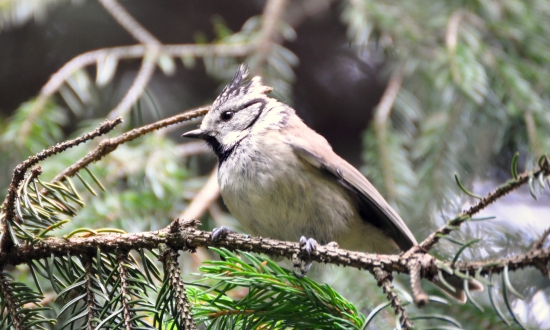 Sýkorka chochlatá Parus cristatus