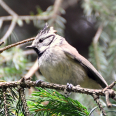 Sýkorka chochlatá Parus cristatus