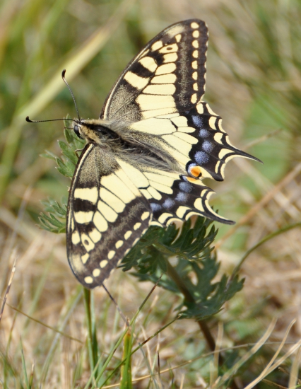 Vidlochvost feniklový