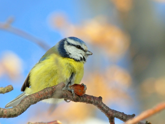 Sýkorka belasá (Parus caeruleus)