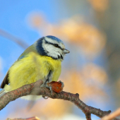 Sýkorka belasá (Parus caeruleus)