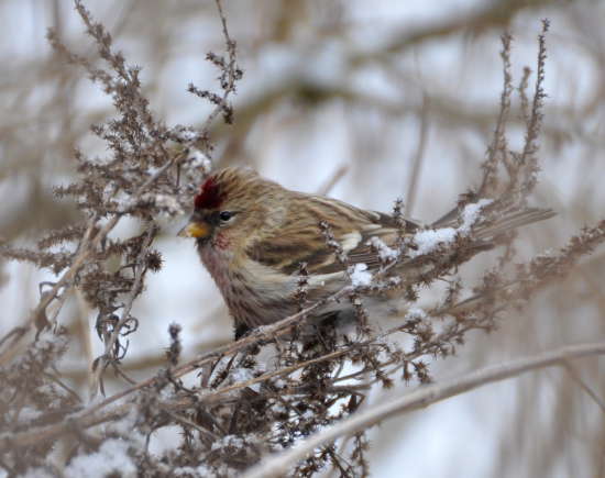Stehlík čečetavý (Carduelis flammea)