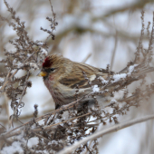 Stehlík čečetavý (Carduelis flammea)