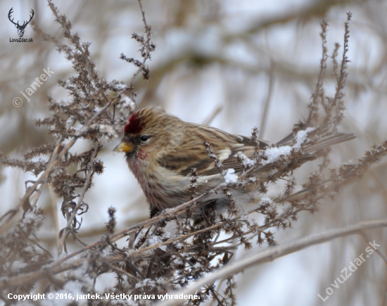 Stehlík čečetavý (Carduelis flammea)