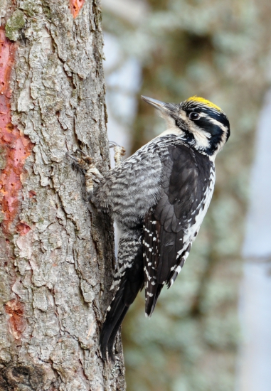 Ďateľ trojprstý (Picoides tridactylus)
