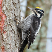 Ďateľ trojprstý (Picoides tridactylus)