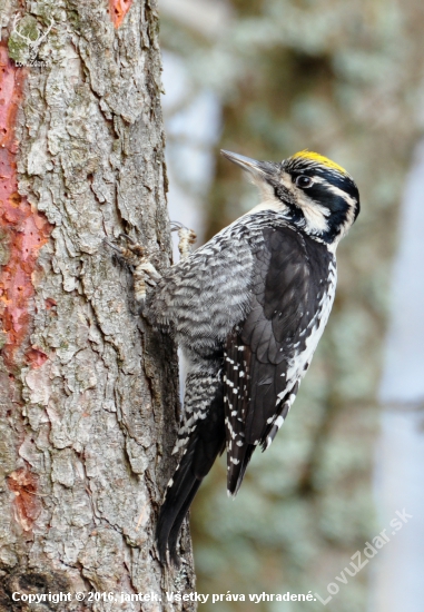 Ďateľ trojprstý (Picoides tridactylus)