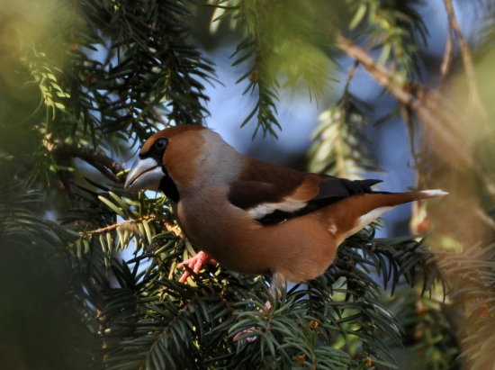 Glezg hrubozobý (Coccothraustes coccothraustes)