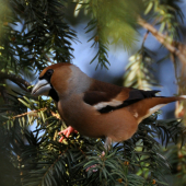 Glezg hrubozobý (Coccothraustes coccothraustes)