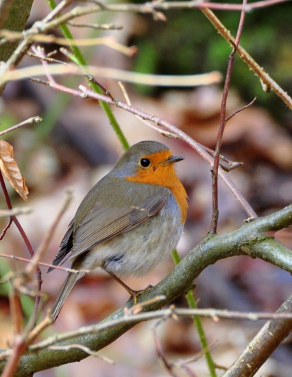 Červienka obyčajná   (Erithacus rubecula)