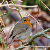 Červienka obyčajná   (Erithacus rubecula)