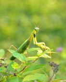 Modlivka zelená (Mantis religiosa)