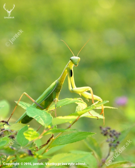 Modlivka zelená (Mantis religiosa)