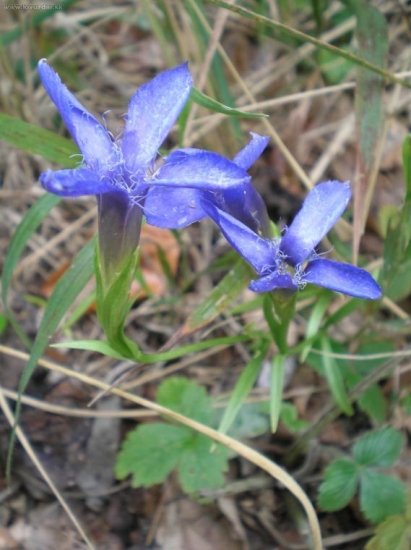 Horček brvitý - Gentianella praecox