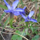 Horček brvitý - Gentianella praecox