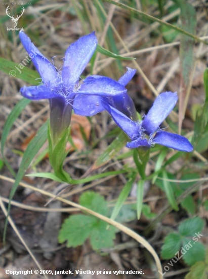 Horček brvitý - Gentianella praecox